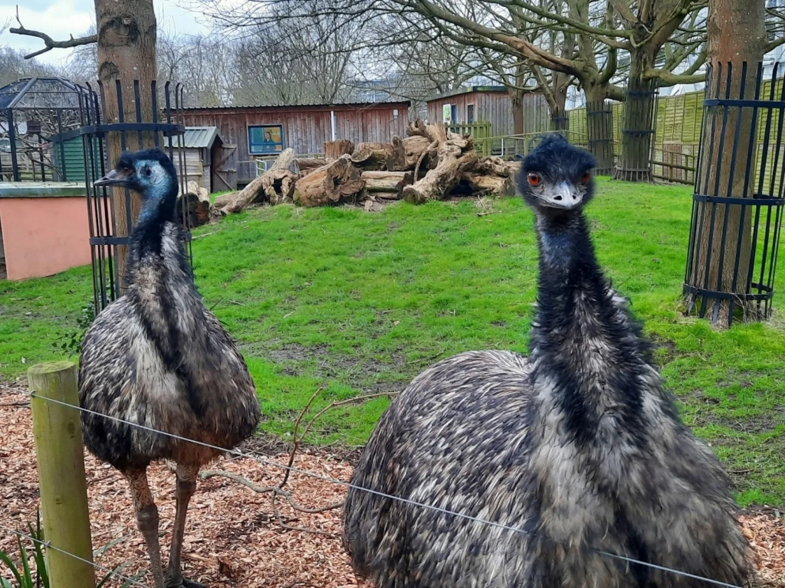 Battersea Park Children's Zoo photo 2