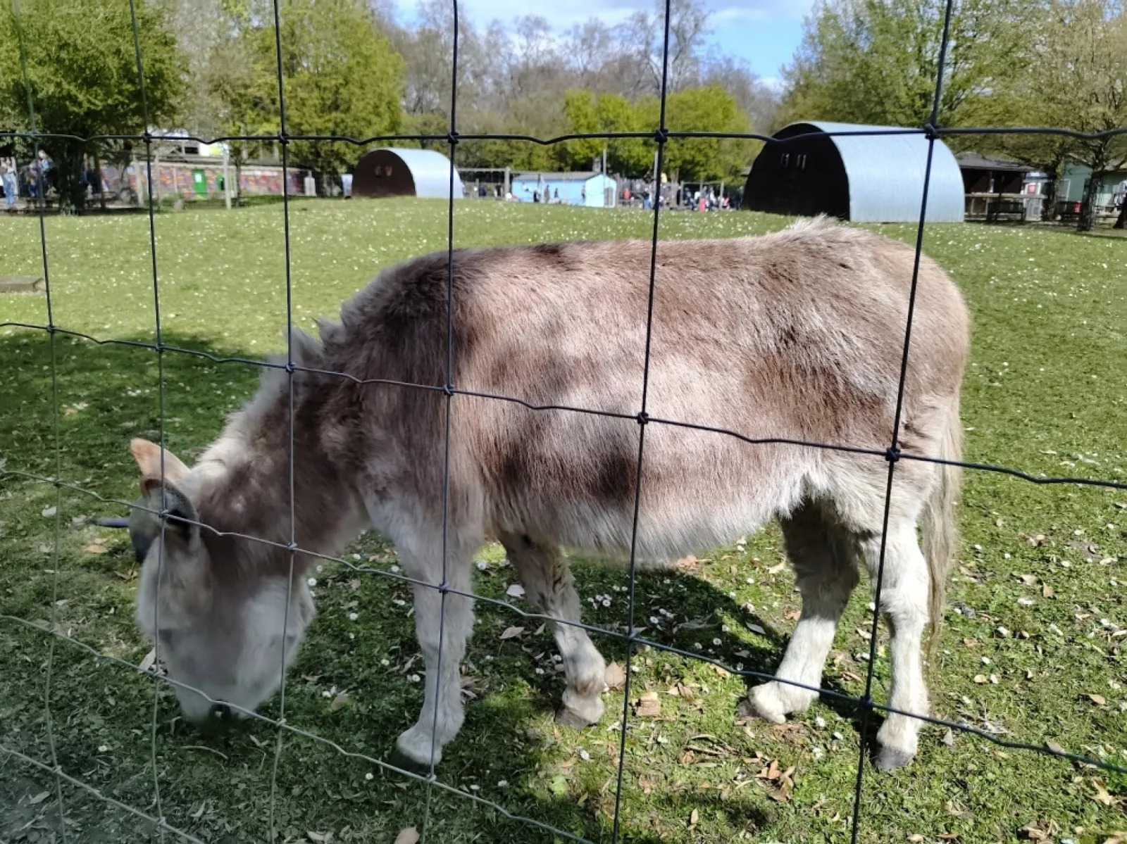 Battersea Park Children's Zoo photo 3