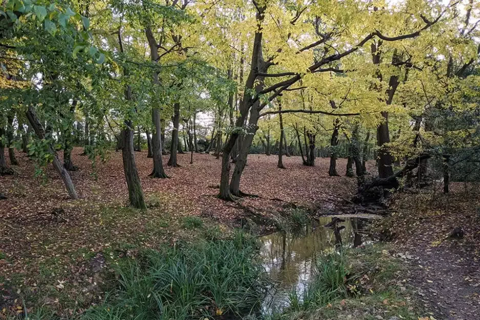 Belfairs Woodland Centre photo 2