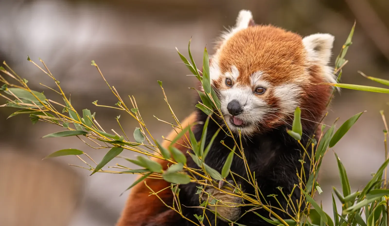 Birmingham Wildlife Conservation Park
