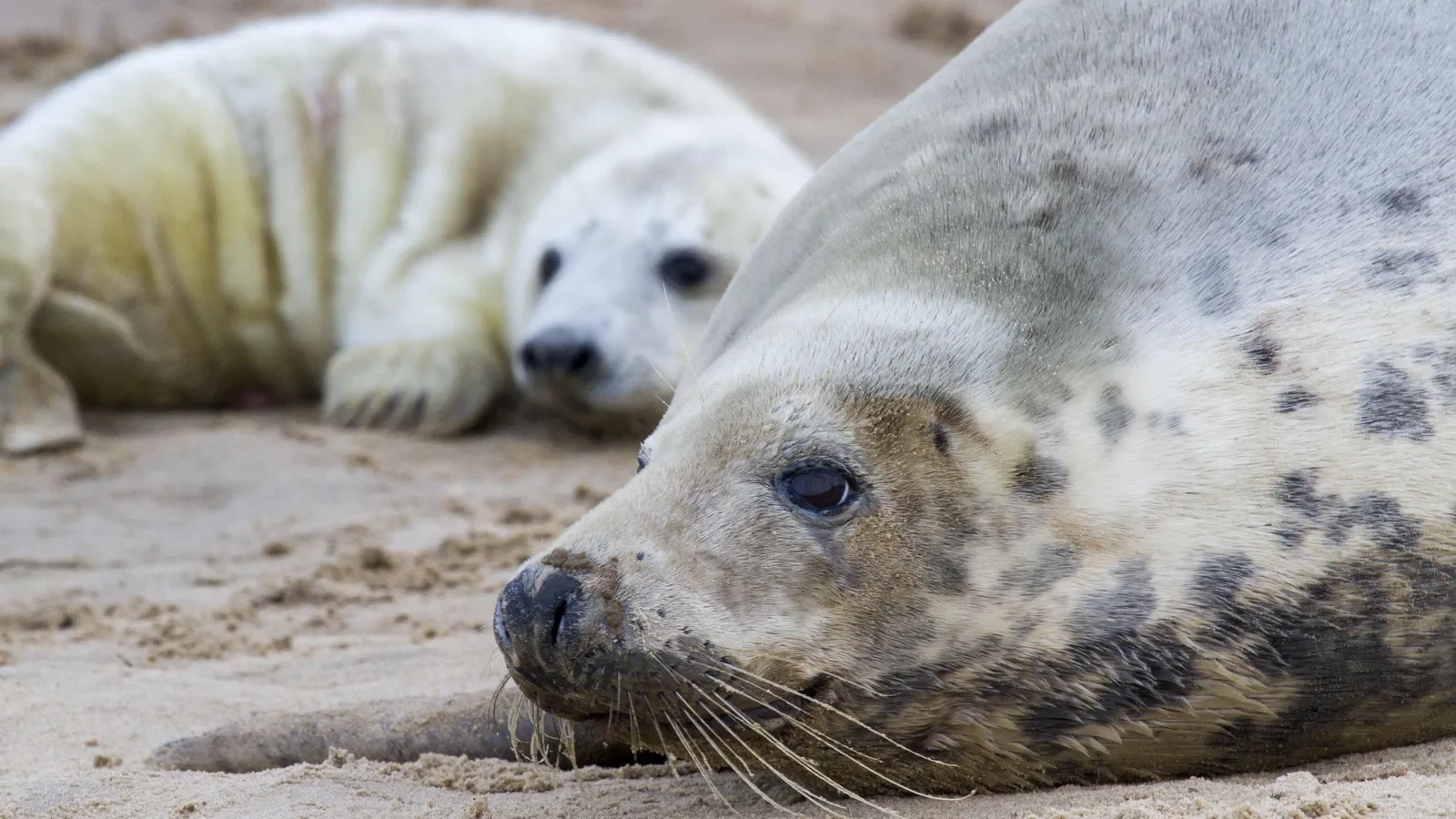 Blakeney National Nature Reserve