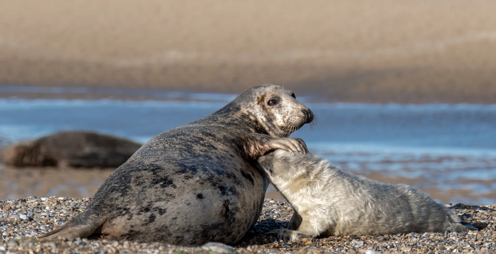 Blakeney National Nature Reserve photo 2