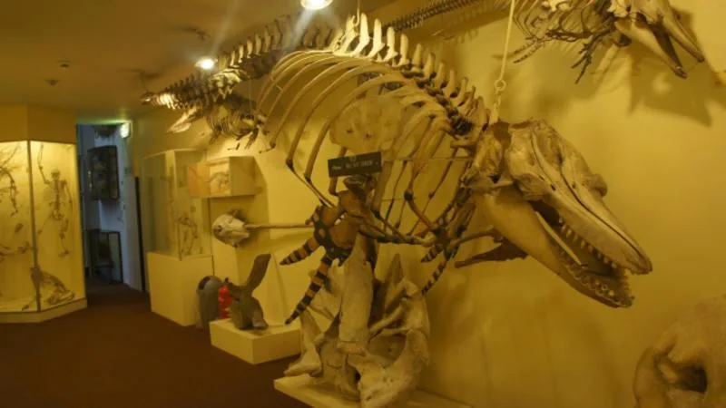 Booth Museum of Natural History photo 3