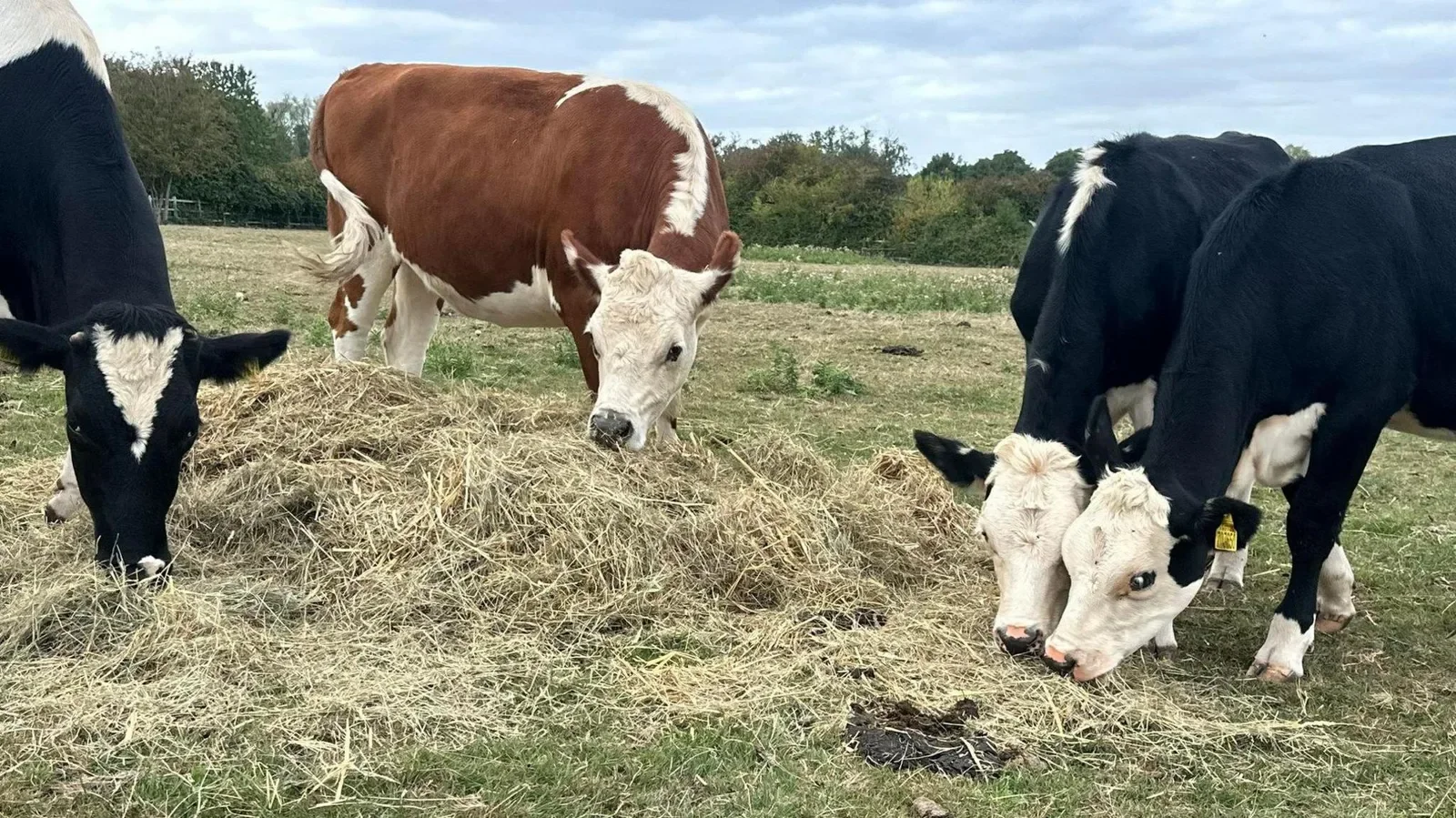 Cambridge City Farm