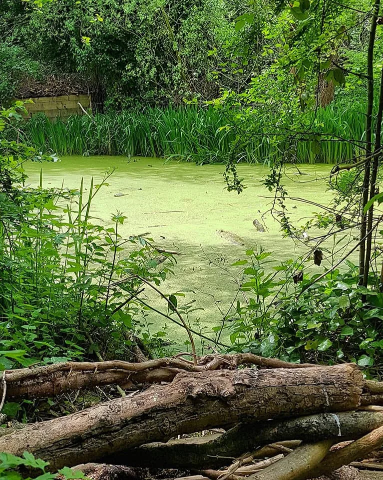 Carshalton - Wilderness Island Nature Reserve photo