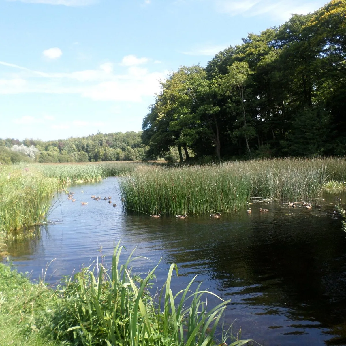 Curraghchase Forest Park photo 3