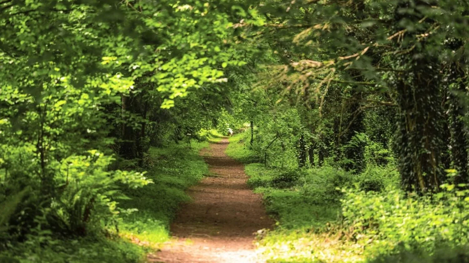 Farran Forest Park photo 2