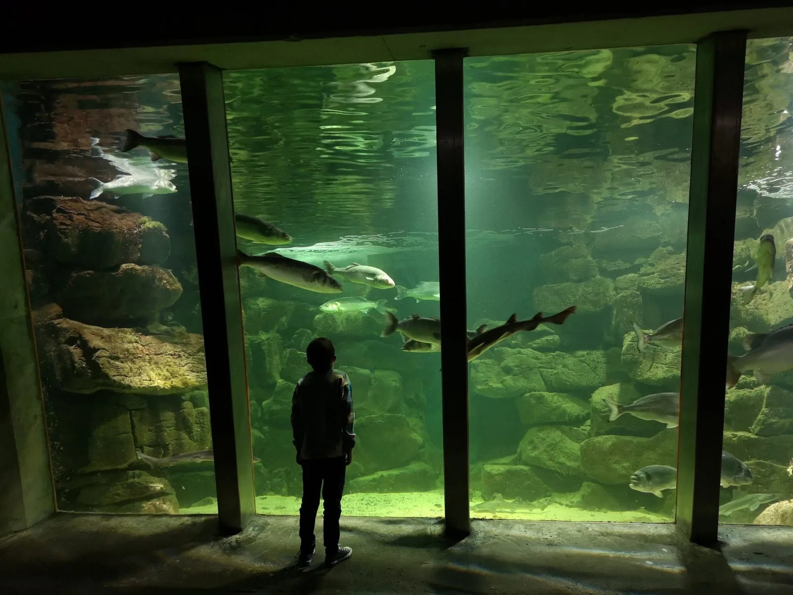 Galway Atlantaquaria photo 2