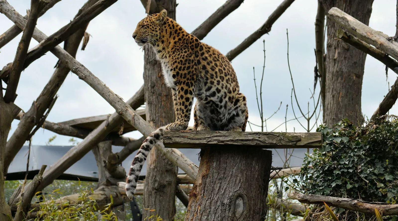 Howletts Wild Animal Park