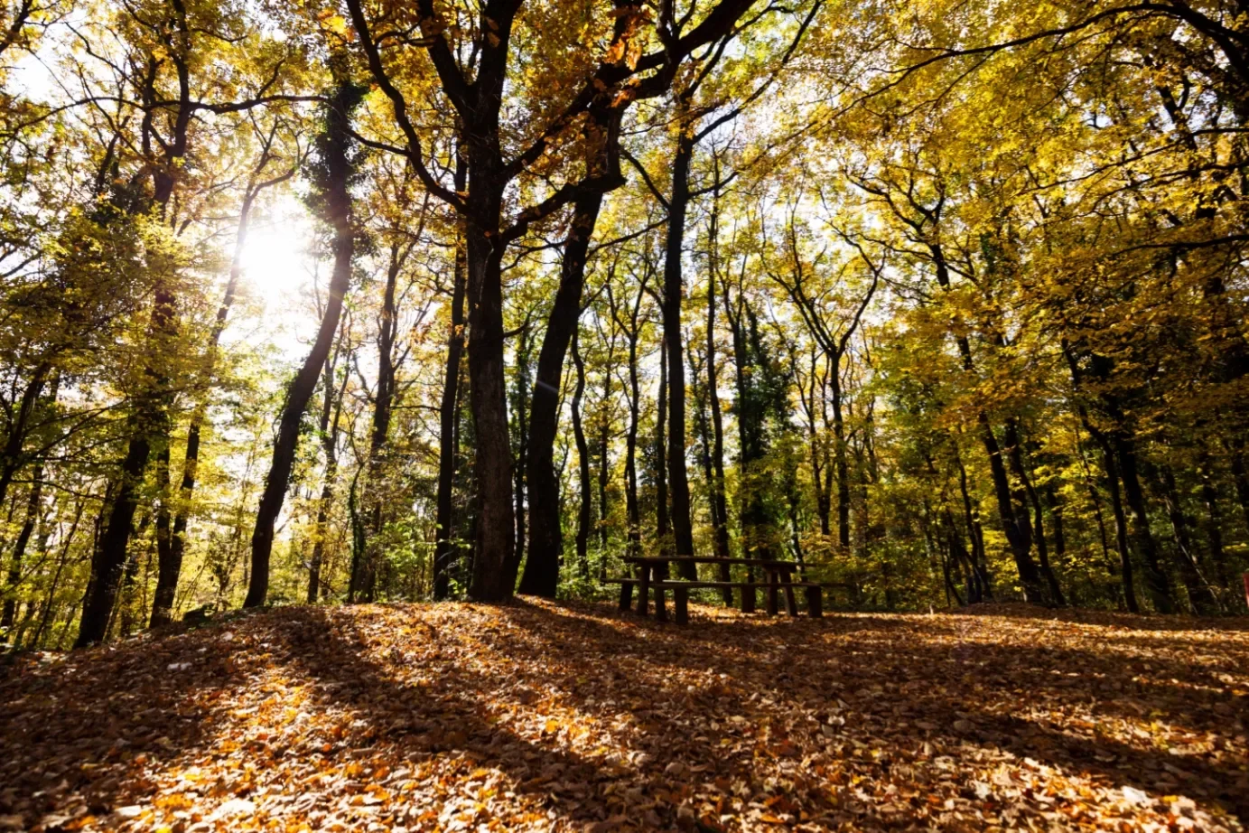 Knockma Woods