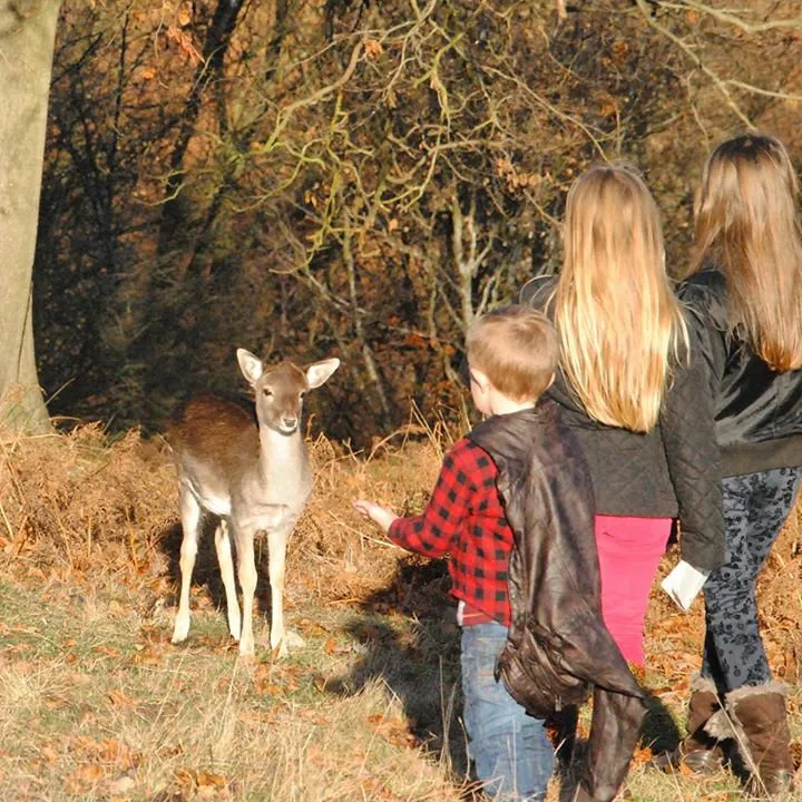 Knole deer park