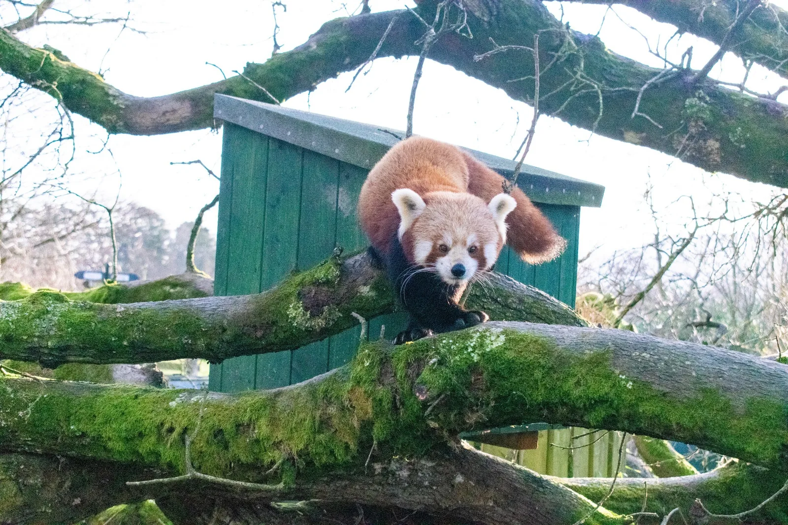 Lake District Wildlife Park photo 3