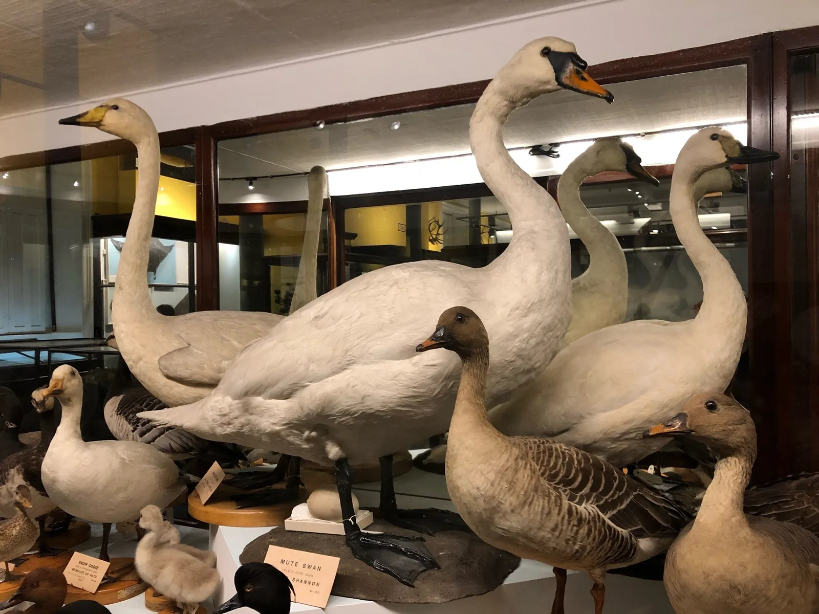 National Museum of Ireland – Natural History photo 2