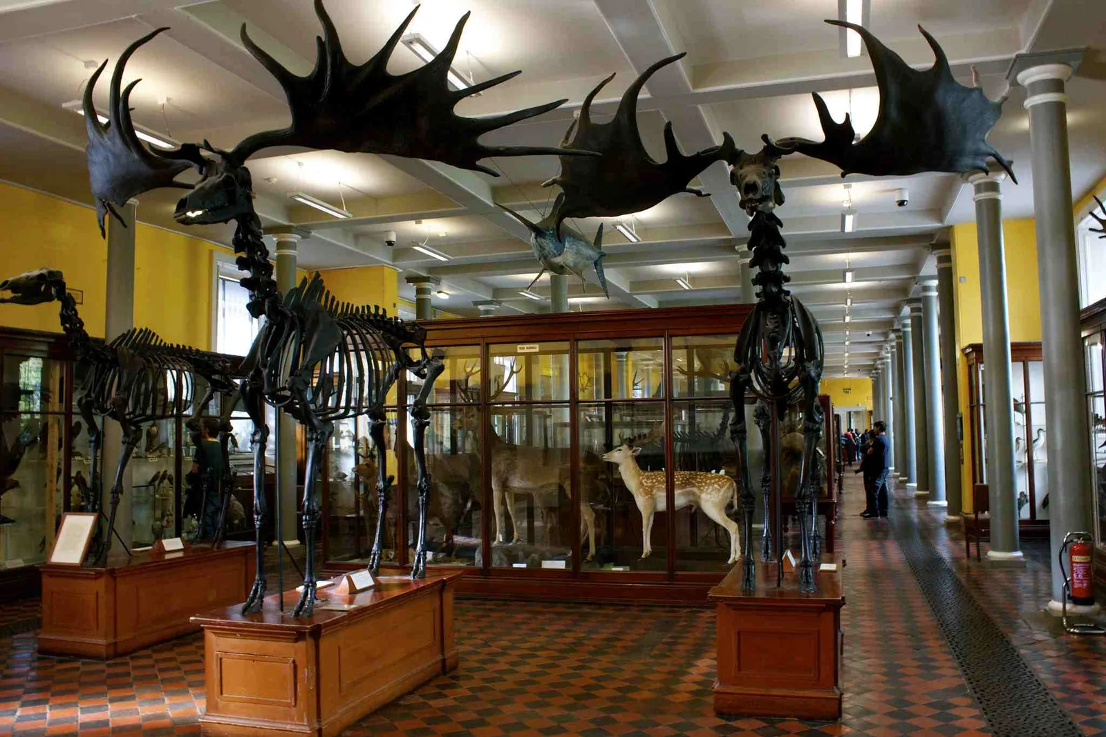 National Museum of Ireland – Natural History photo 3