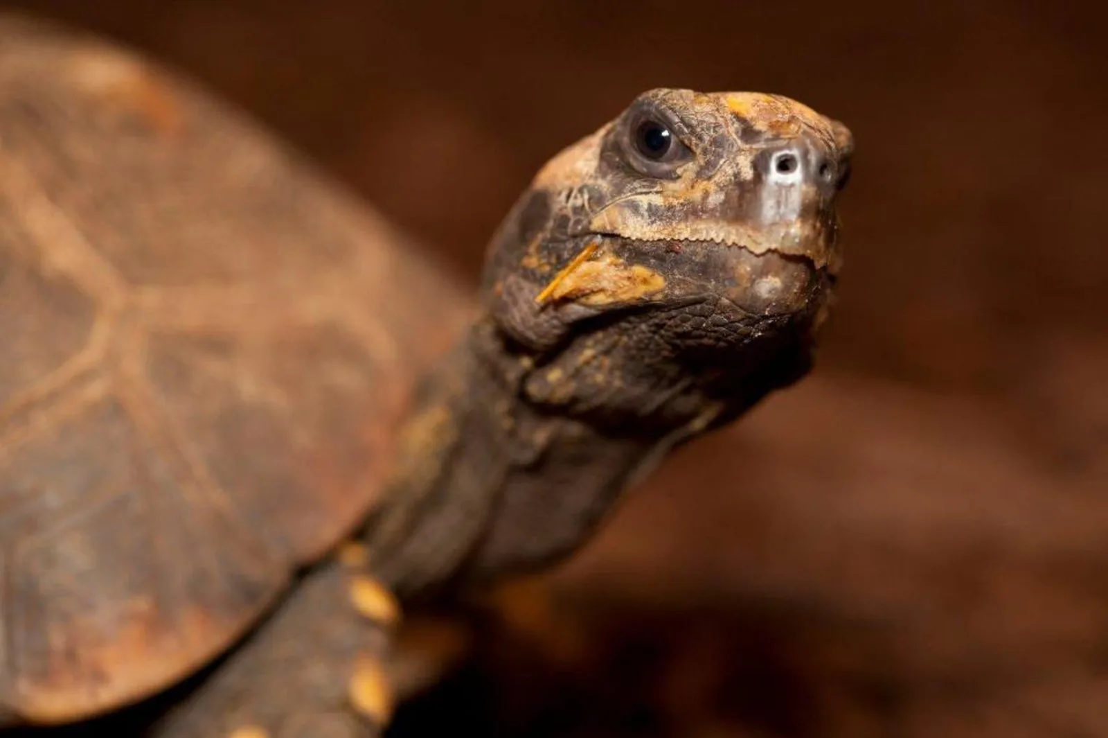 National Reptile Zoo photo 2