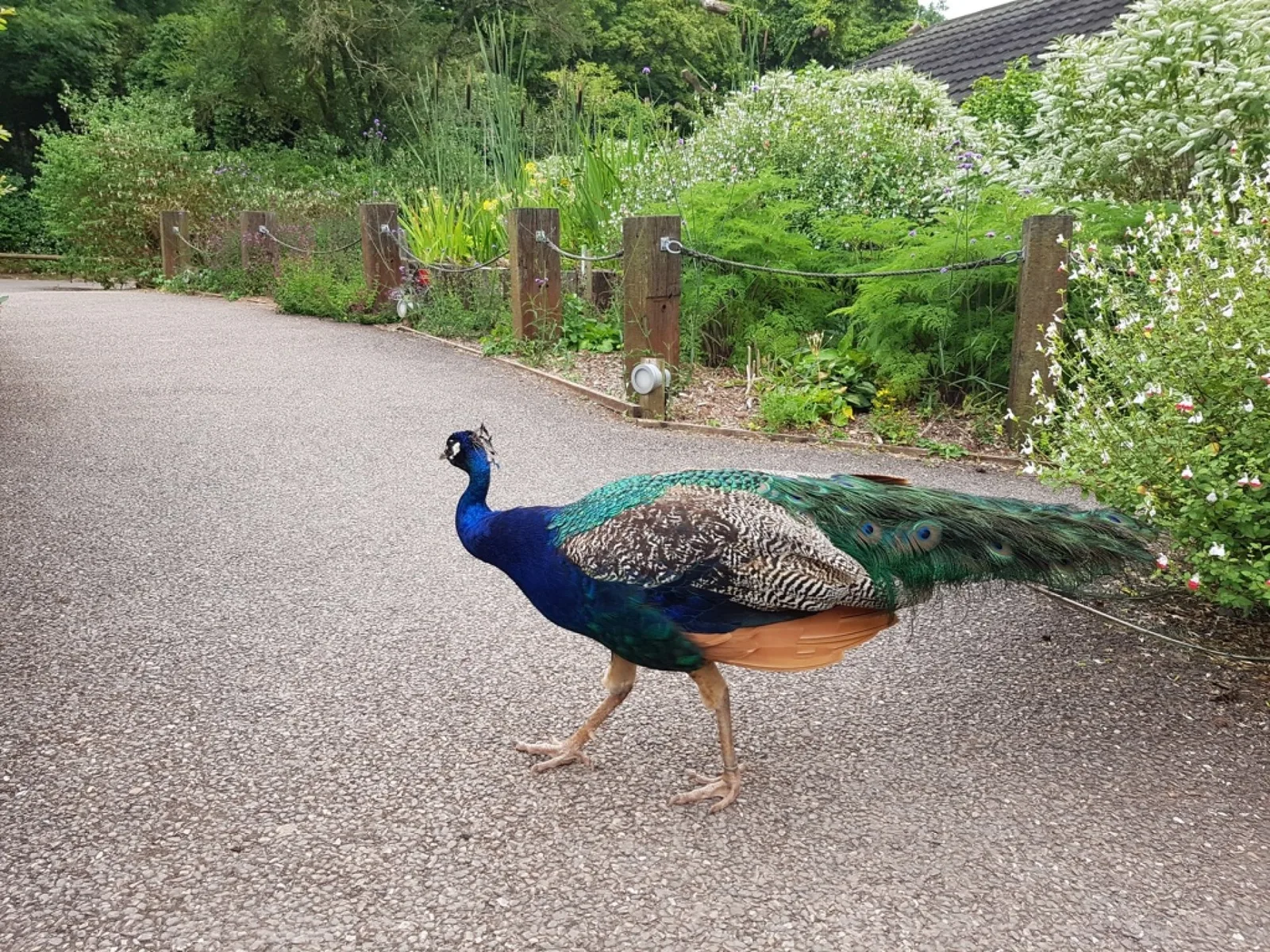 Paignton Zoo Environmental Park photo 3