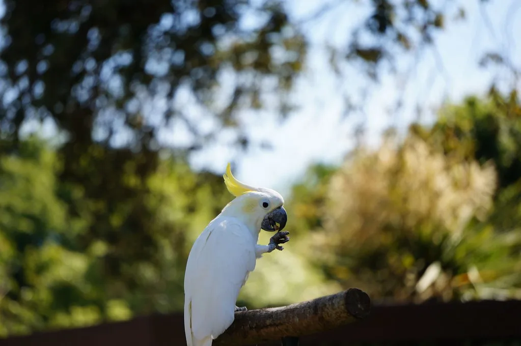 Paradise Park and JungleBarn photo 2