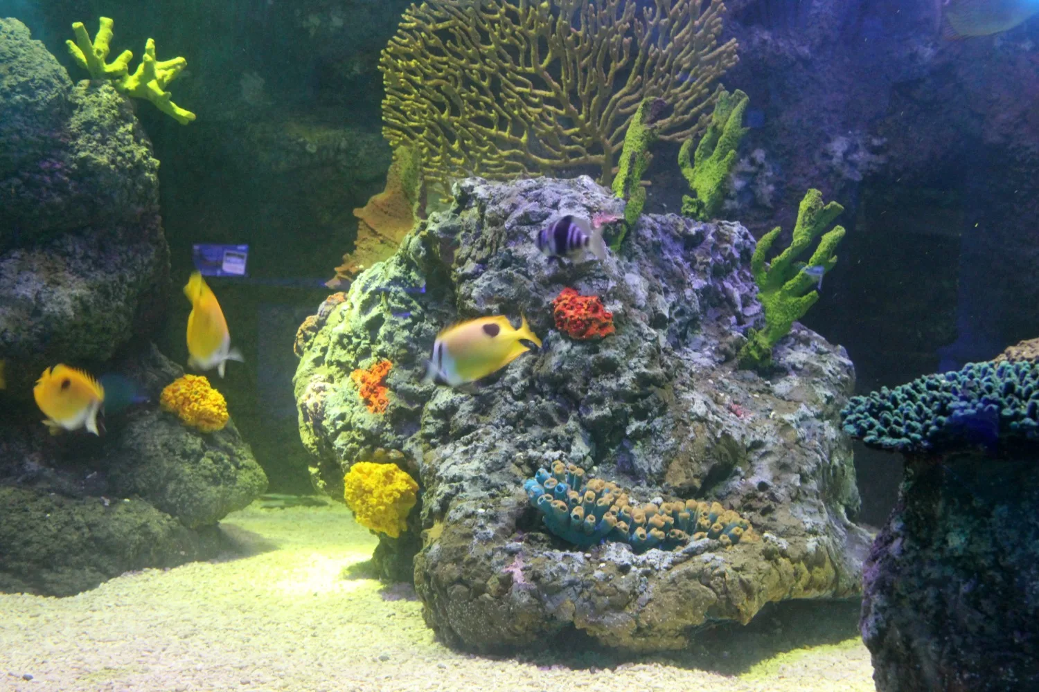 Sea Life Brighton photo 2