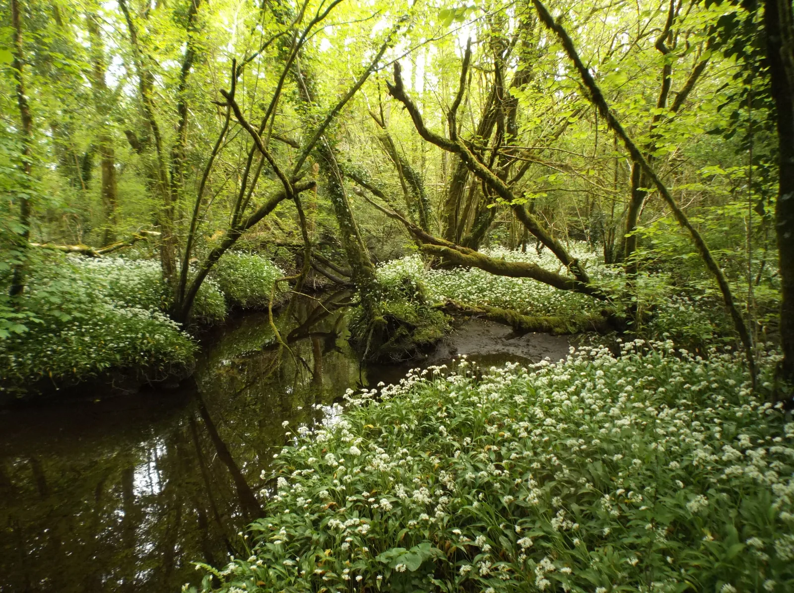 The Gearagh Nature Reserve
