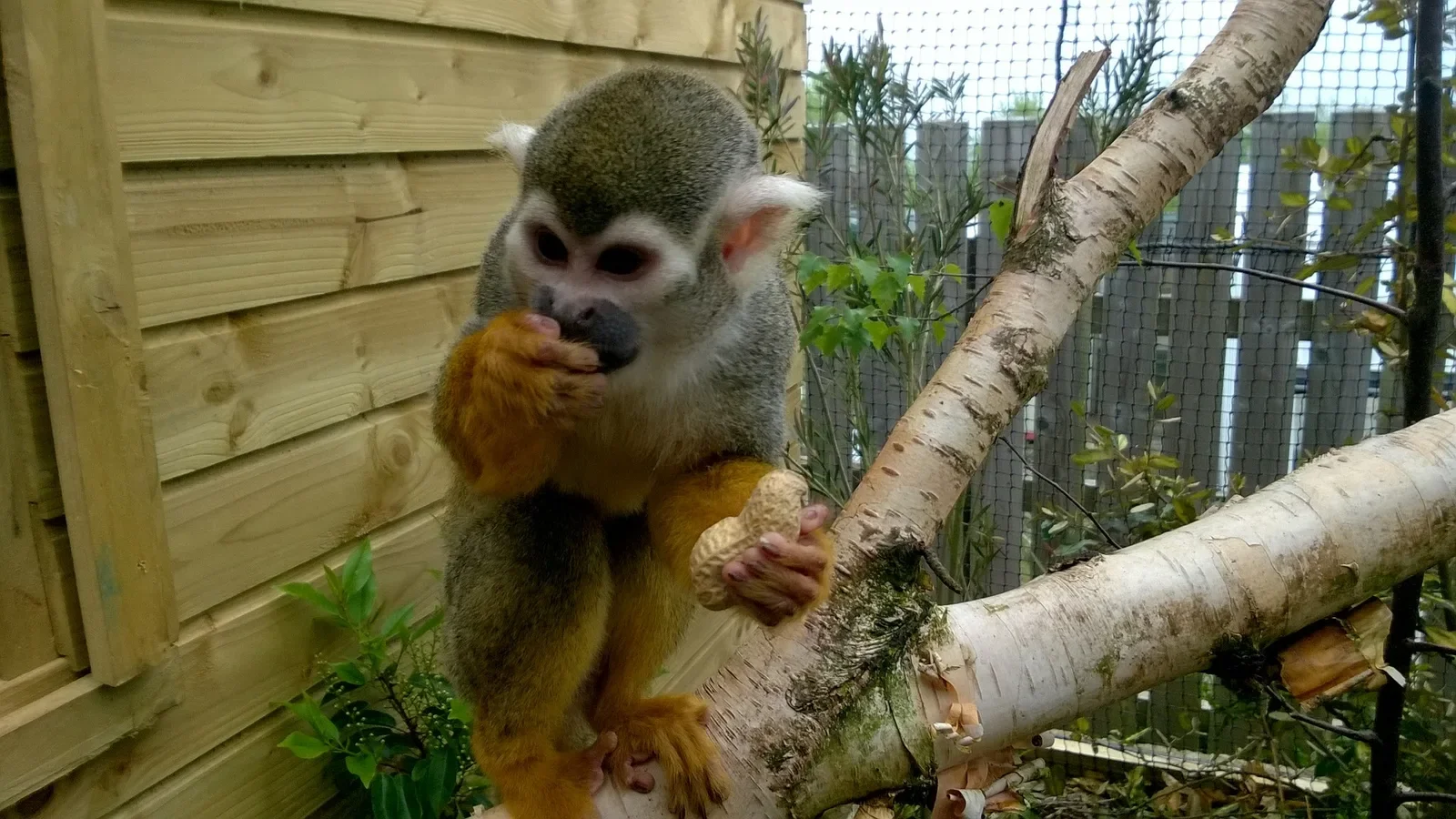 Tropical World, Letterkenny