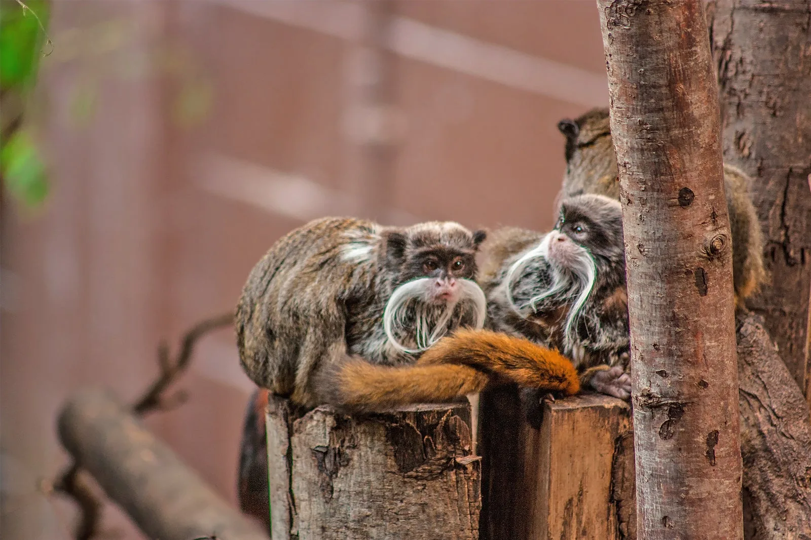 ZSL London Zoo photo 2